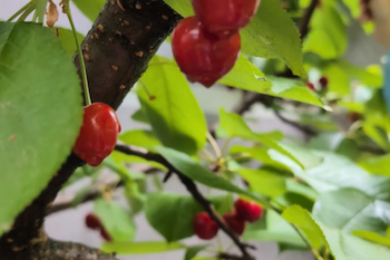Ein Garten im Kindergarten